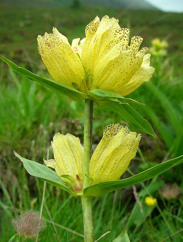 Gentiana punctata / Genziana punteggiata